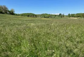 Parcelle en jachère.
