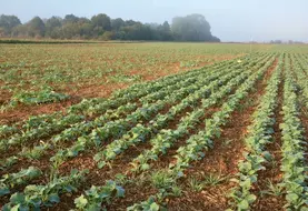 <em class="placeholder">parcelle de colza à l&#039;automne avec présence de graminées adventices</em>