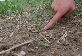 <em class="placeholder">Les nouvelles molécules herbicides seront utilisables plutôt en post-levée contre les graminées adventices.</em>