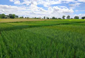 <em class="placeholder">Champ d&#039;essais variétaux 2025 en blé tendre mené dans le cadre d&#039;Expébio</em>