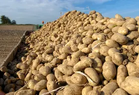 <em class="placeholder">Tas de pommes de terre après arrachage. </em>