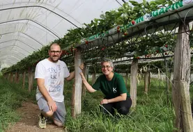 <em class="placeholder">Un couple d&#039;agriculteurs producteurs de fraises</em>