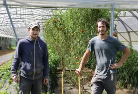 <em class="placeholder">Andoni Aguerre et Alexander Feldmann Renteria, maraîchers à Gamarthe (64) devant une serre de tomates</em>