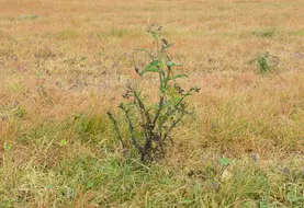 <em class="placeholder">Parcelle traitée au glyphosate fin octobre 2024 dans le nord de l&#039;Eure-et-Loir avec du chardon</em>