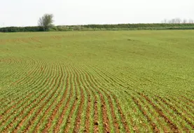 <em class="placeholder">Orge de printemps au stade levée. céréales. culture. parcelle agricole. rang. rangs.</em>