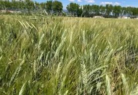 <em class="placeholder">Parcelle de blé dur.</em>