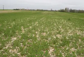 Colza carencé en phosphore. Carence. Manque d' élément nutritif dans le sol. Besoin d' engrais. Culture oléagineuse clairsemée.