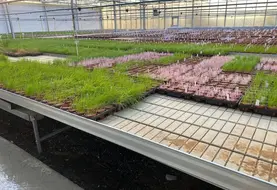 <em class="placeholder">Une série d&#039;herbicides est appliquée en conditions contrôlées sur les graminées échantillonées  avec une mesure d&#039;efficacité de chaque produit.</em>