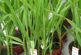 <em class="placeholder">plants de blé en pots infectés par la rouille brune dans des essais de fongicides sous serre.</em>