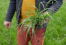 <em class="placeholder">L’utilisation du nouveau herbicide de Bayer (Mateno Duo) visera en particulier les graminées adventices, en l’associant de préférence avec d’autres produits.</em>