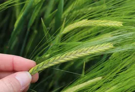 <em class="placeholder">La variété d'orge de printemps RGT Planet voit arriver la concurrence avec les orges Sting et LG Allegro.</em>