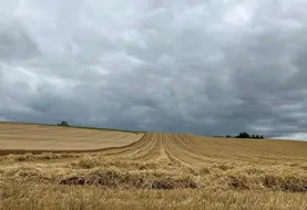 <em class="placeholder">Parcelle de blé à moitié récoltée avec un orage menaçant. </em>