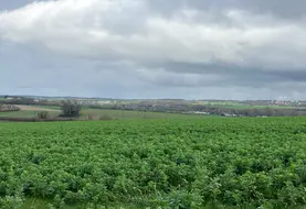 Parcelle de fèverole en Charente.