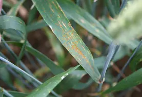 <em class="placeholder">IMG_7115 / blé tendre, maladie foliaire, champignon pathogène, rouille brune, Puccinia recondita, pustules sur feuille, symptômes, spores</em>