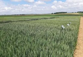 <em class="placeholder">Le catalogue français des variétés s'enrichit de 39 nouvelles variétés de blé tendre pour les prochains semis.</em>