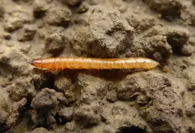 <em class="placeholder">La larve de taupin est filiforme, appelée communément «ver fil de fer».</em>