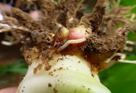 <em class="placeholder">Larve de chrysomèle sur racine de maïs.</em>