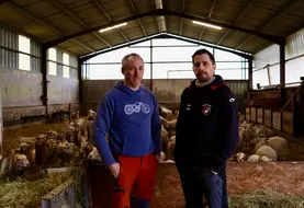 <em class="placeholder">Hervé Damestoy à gauche et Denis Damestoy à droite éleveurs de brebis à Mendionde (64), dans leur bergerie</em>