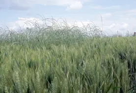 <em class="placeholder">Cultures / céréales / adventices / graminées / ray-grass</em>