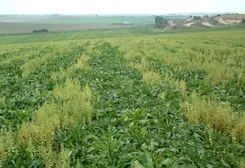 <em class="placeholder">Mauvaises herbes des cultures. Présence de mercuriale dans une parcelle de betterave. Adventices.</em>