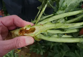 <em class="placeholder">L'utilisation de l'insecticide Minecto Gold en dérogation est devenu nécessaire pour réduire les dégâts de larves d'altises et de charançons du bourgeon terminal sur ...</em>