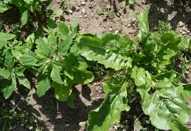 <em class="placeholder">I M G _ 0 1 0 9 / betteraves sucrières et adventices, mauvaises herbes en culture de betterave , chénopode, salissement</em>