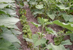 <em class="placeholder">Symptômes de mildiou sur tournesol :  nanisme.</em>