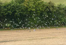 <em class="placeholder">septembre 2021, plaine de Versailles. Pigeons dans une parcelle en zone périurbaine</em>