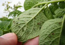 <em class="placeholder">Le puceron « Myzus persicae » est le plus préjudiciable aux pommes de terre, avec la transmission de virus et la ponction de sève.</em>