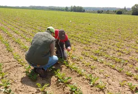 <em class="placeholder">L'insecticide Verseon sera utilisable à partir du stade première paire de feuille visible de la betterave et dans des situations de plus de 10 % de plants infestés par des ...</em>