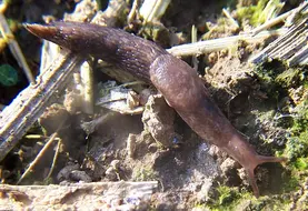 <em class="placeholder">Ravageurs des cultures . Limace .</em>