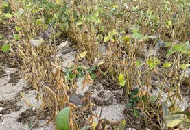 <em class="placeholder">Le soja a produit un peu moins de graines sur terre de craie comparées à des terres colorées dans les essais de Terres Inovia en 2025. La culture avait souffert de ...</em>