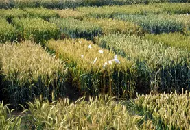 <em class="placeholder">Cultures / céréales / blé tendre d'hiver / essais variétés / C.C. Benoist</em>
