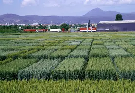 <em class="placeholder">Cultures / céréales / variétés de semences / essais variétaux de blé</em>