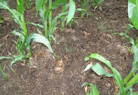 <em class="placeholder">Parcelle de maïs.</em>