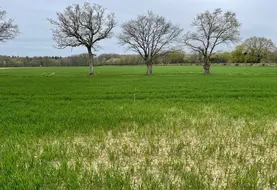 <em class="placeholder">Le manque de phosphore se traduit par des plantes chétives, un tallage réduit chez le blé.</em>