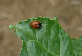 <em class="placeholder">coccinelle, insecte auxiliaire sur betterave consommant des pucerons dont ceux vecteur du virus de la jaunisse</em>