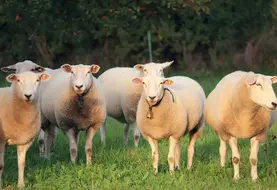 <em class="placeholder">moutons avec des clochettes autour du cou</em>