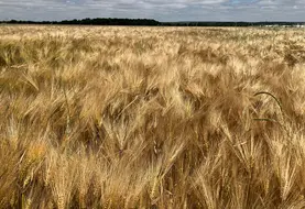 Parcelle d'orge d'hiver à maturité.