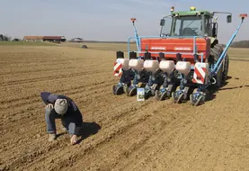 Agriculteur vérifiant son semis de betteraves à sucre.