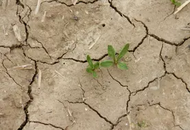 <em class="placeholder">Levée des betteraves sucrières. Dans les sols limoneux les conditions climatiques qui suivent le semis sont capitales. Sous l'effet des pluies battantes, il peut se former ...</em>