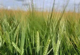 <em class="placeholder">L'orge brassicole LG Allegro obtient la reconnaissance de la filière brasserie-malterie pour sa capacité à répondre aux exigences de cette industrie.</em>