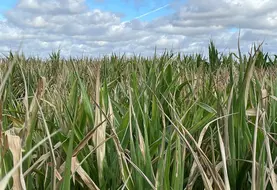 <em class="placeholder">Des maïs présentent une proportion de feuillage brûlé telle que la production de grains est très compromise. Des parcelles sont ensilées.</em>