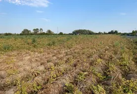 <em class="placeholder">champ de pommes de terre touché par la sécheresse à Lompret dans le Nord en août 2026</em>