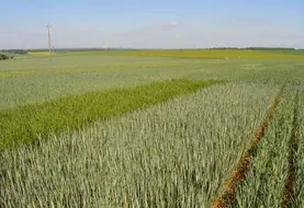<em class="placeholder">Essais Blés tendre Arvalis, Puits de Bon, plateaux de Bourgogne dans l’Yonne (89) - mai 2025.</em>