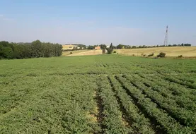 <em class="placeholder">Champ de pois chive</em>