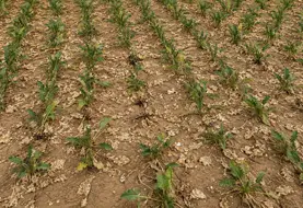 <em class="placeholder">Parcelle de betterave touchée par la sécheresse à Bazoches lès Bray en Seine-et-Marne le 4 août 2026</em>