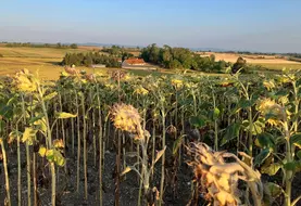 <em class="placeholder">parcelle de tournesol souffrant de sécheresse</em>