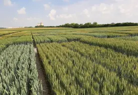 <em class="placeholder">Champs d'essais blé tendre conduits par LG Seeds France.</em>