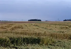 <em class="placeholder">Cultures / céréales / culture accidentée / dégâts tempête / blé versé</em>